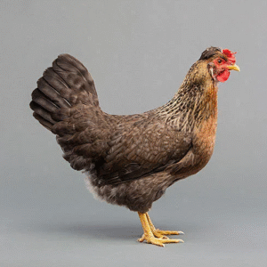 Country/Desi Chicken with Skin (1.5-2.0Kg)